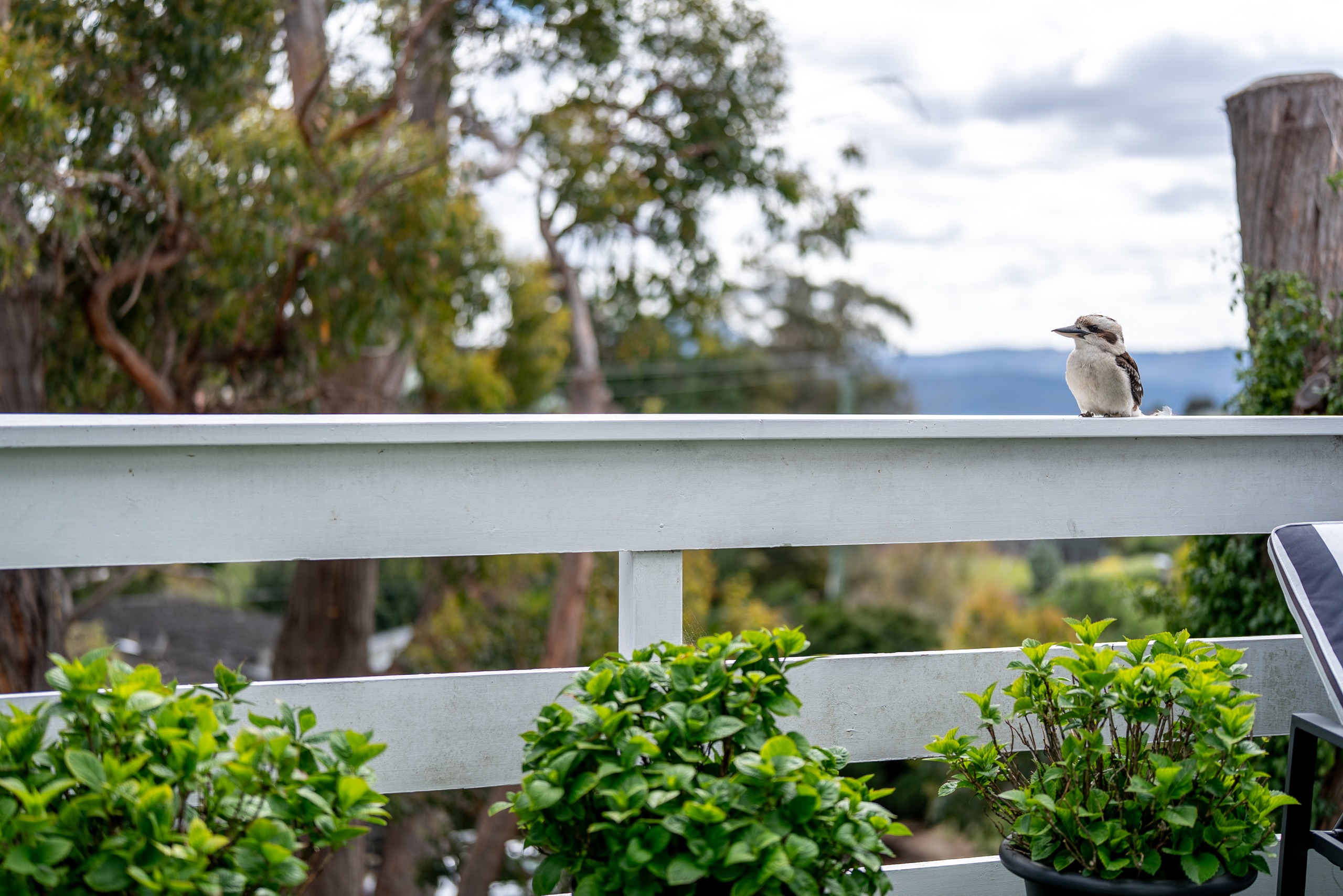 A kookaburra perched on the deck railing, with treetops and hills behind.